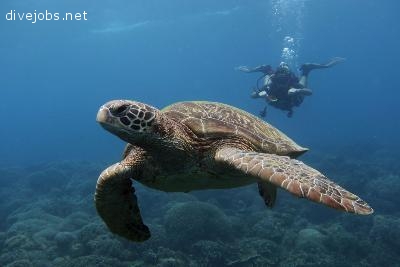 Conservation Divemaster