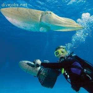 PADI Divemaster Internship