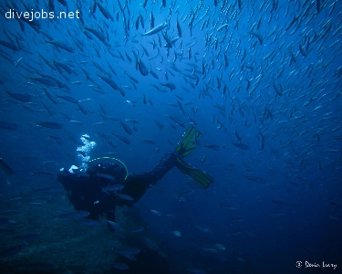 Environmental Scuba Diving