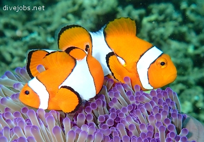 Coral Reef Restoration
