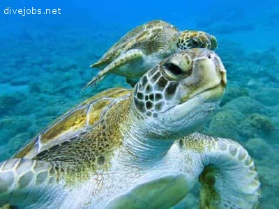 PADI Divemaster Internship